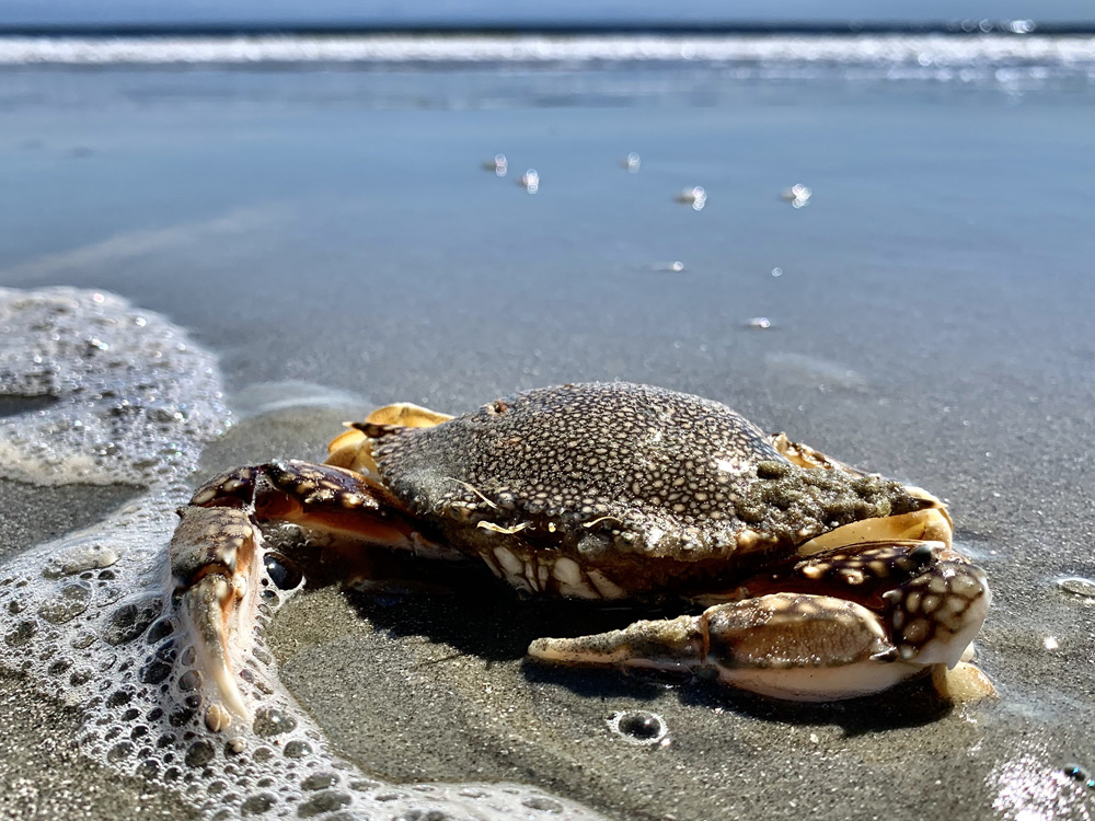 We spotted a Speckled Crab on the beach on the Waties Island Kayak Tour