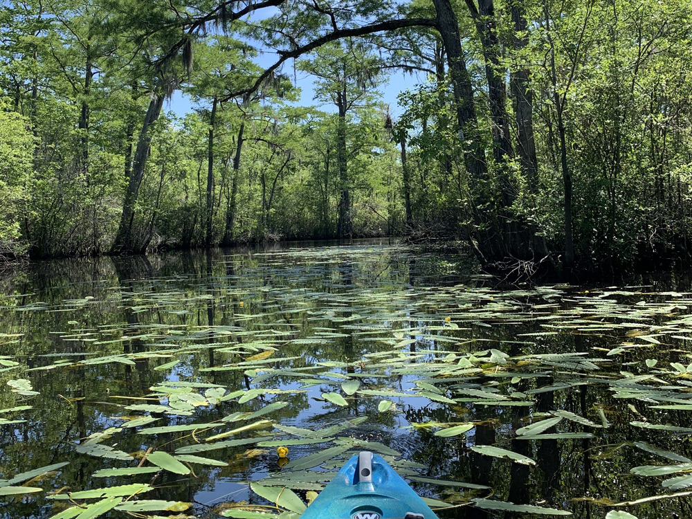 Kayaking through Lilly Pads growing in the shallows in the blackwater rivers of North Myrtle Beach